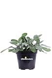 Pianta di Salvia Officinalis Latifolia Pianta di Salvia a Foglia Larga pianta da esterno pianta aromatica pianta profumata pianta da usare in cucina pianta vera venduta da eGarden.store