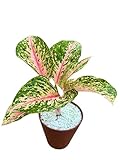 Pianta Aglaonema 'Red Siam' in IDROCOLTURA con Perlite - Vaso da 16 cm con Riserva d'Acqua, Bagnatura ogni 20/30 giorni, Pianta Rara