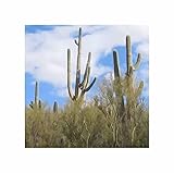 Pezzi - 10x Carnegiea Gigantea - Saguaro Cactus Frutti Commestibile Piante - Seme ID1676 - Seeds & Plants Shop by Ipsa