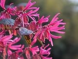 Loropetalo 'Loropetalum chinense' pianta a cespuglio in vaso 2 litri Vivaio di Castelletto