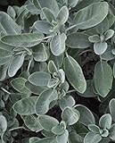 Pianta di Salvia Foglia Larga 'Salvia Maxima' - vaso Ø 14 cm - H. 20/30 cm