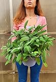 POWERS TO FLOWERS - SALVIA BIO A FOGLIA LARGA XXL, VASO 18 CM DIAMETRO, piante vere