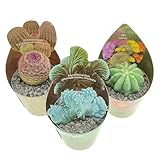 Set di 3 piante grasse vere in vasi diam. 6.5cm - Cactus mix