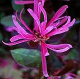 Pianta Loropetalum