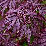 Acer palmatum dissectum 'Garnet' | Acero Giapponese Latifoglie in vaso