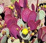 Opuntia violacea v. Santa Rita 10 seedsFruit è commestibile cactus viola C52