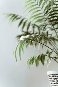 Cura della Chamaedorea