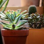 Piante grasse in vaso con foglie verdi, evidenziando errori comuni nella cura.