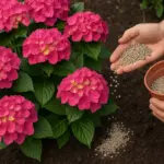 Qual è il segreto per ortensie dai colori intensi? Il dettaglio che fa la differenza in coltivazione