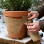 Come prevenire la rottura dei vasi in inverno? Il trucco contro le crepe che pochi conoscono