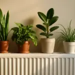 Quali piante non temono i termosifoni? Scopri le specie che prosperano anche vicino a fonti di calore